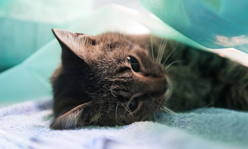 貓咪緊急救護 貓咪緊急救護