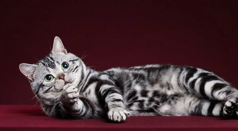 虎斑貓幼貓價格 虎斑貓幼貓價格