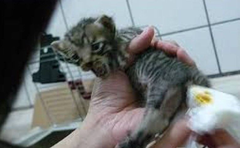 貓大便帶血 貓大便帶血