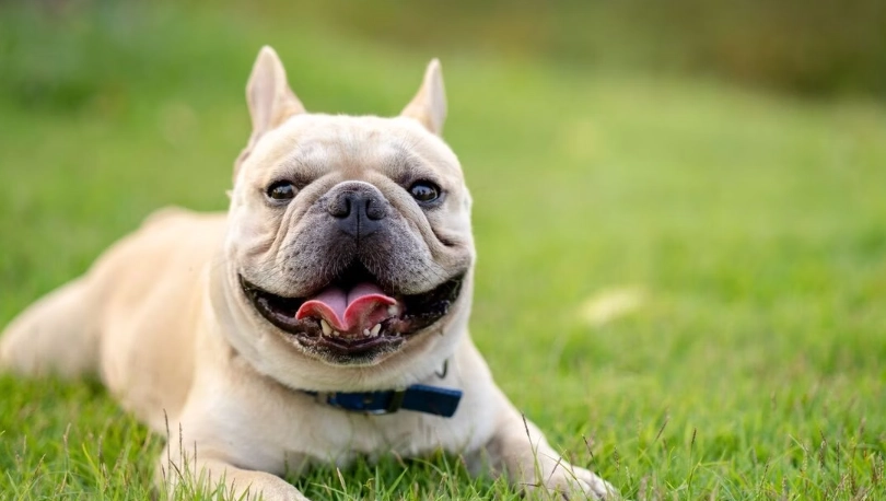 法鬥 飼養 心得 法鬥 飼養 心得