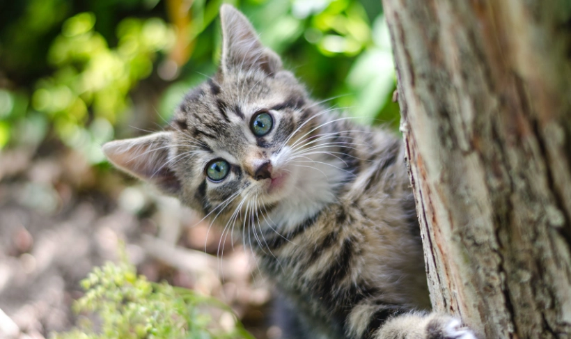貓薄荷 安全 年齡 貓薄荷 安全 年齡