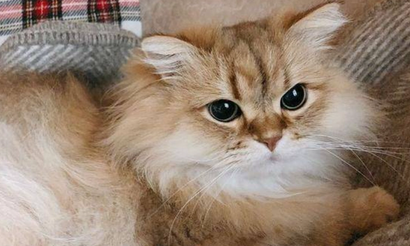 貓乾眼症治療 貓乾眼症治療