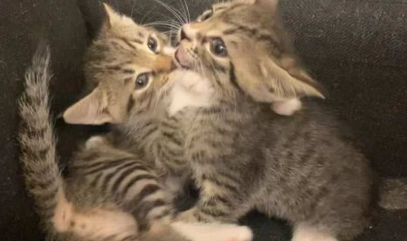 虎斑貓幼貓怎麼養 虎斑貓幼貓怎麼養