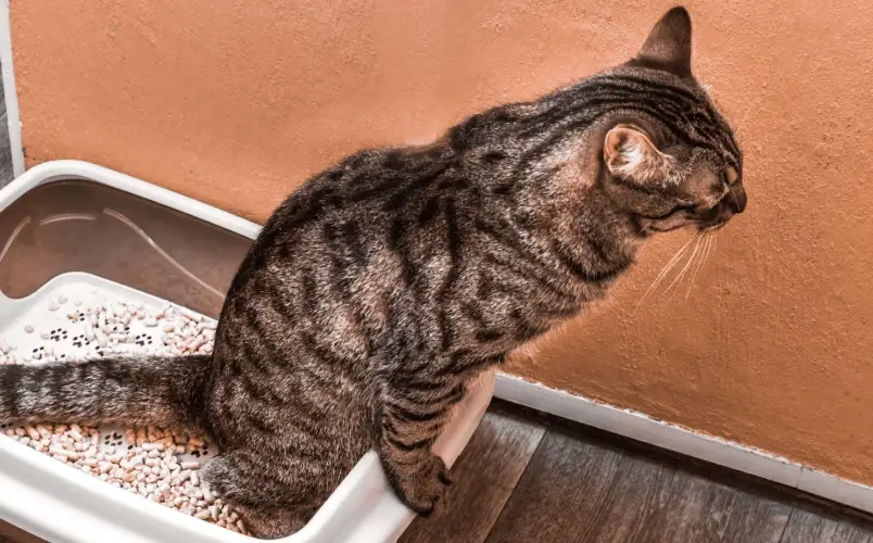 貓下泌尿道疾病 貓下泌尿道疾病