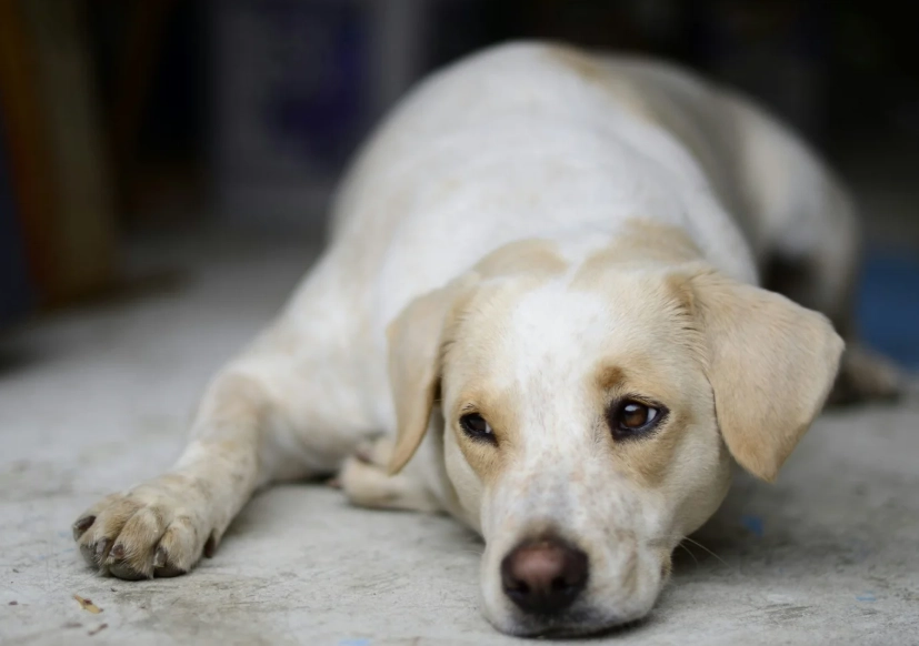 狗狗胰臟炎飲食
