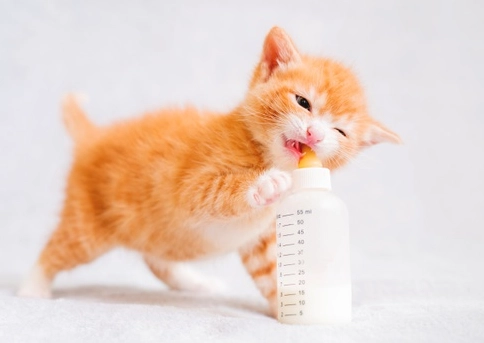 幼貓多久餵一次