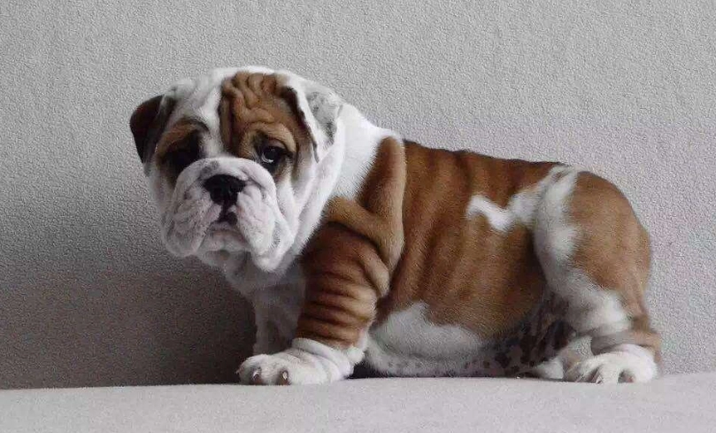 英國鬥牛犬優缺點 英國鬥牛犬優缺點