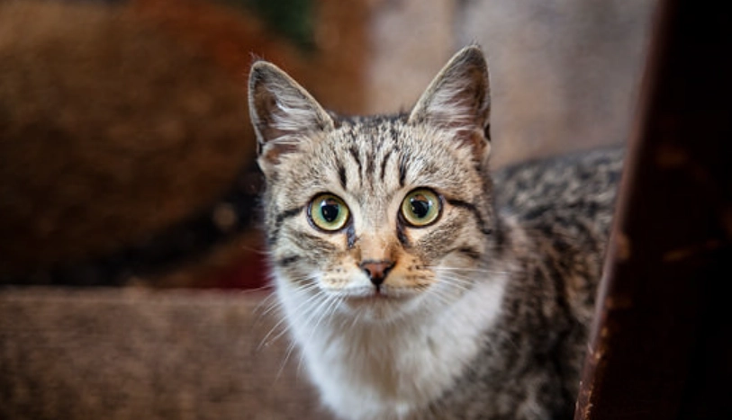 貓咪眼睛乾澀 貓咪眼睛乾澀