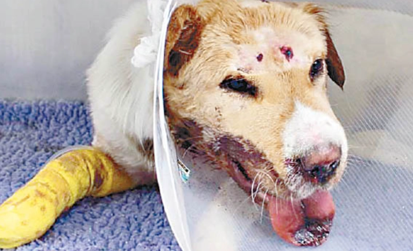 狗吐血急救 狗吐血急救