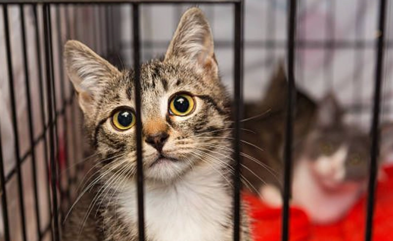 貓咪關籠時間 貓咪關籠時間
