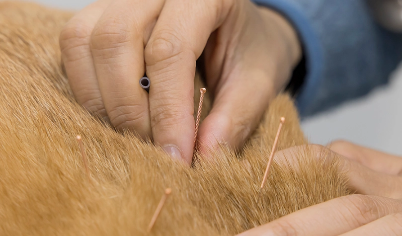 到府針灸 到府針灸