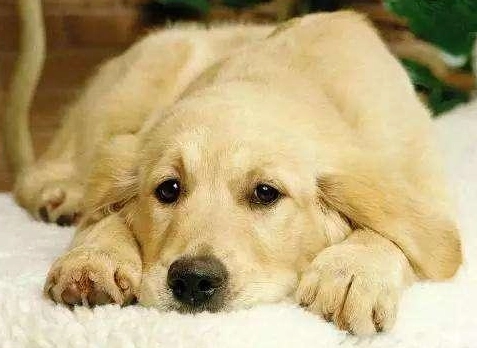 胰臟炎治療費用