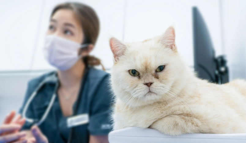 貓咪疫苗前禁食 貓咪疫苗前禁食