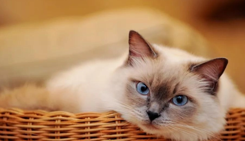 如何用聲音叫貓