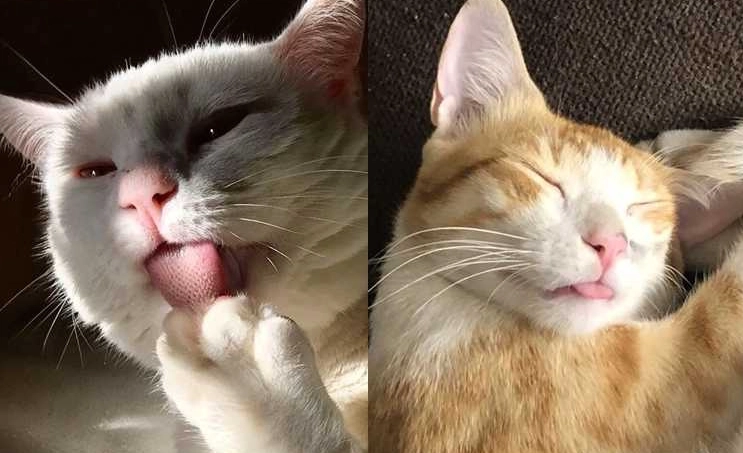 貓咪吐舌頭喘氣