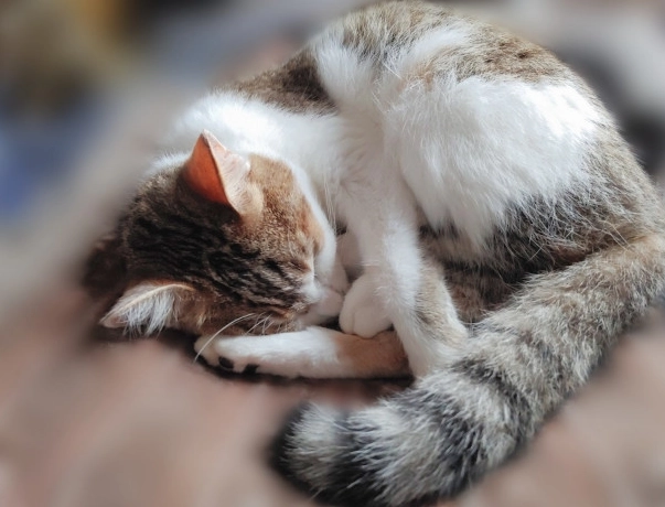 貓咪流口水看醫生