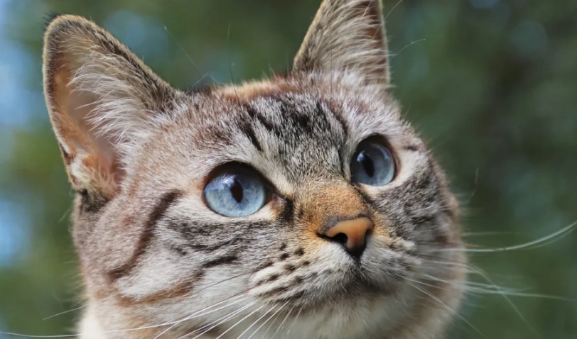 貓乾眼症治療 貓乾眼症治療