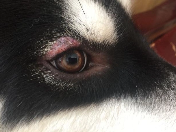 狗眼屎多原因 狗眼屎多原因