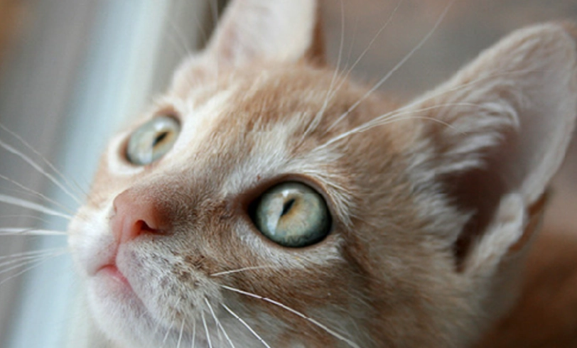 貓咪眼睛乾澀 貓咪眼睛乾澀