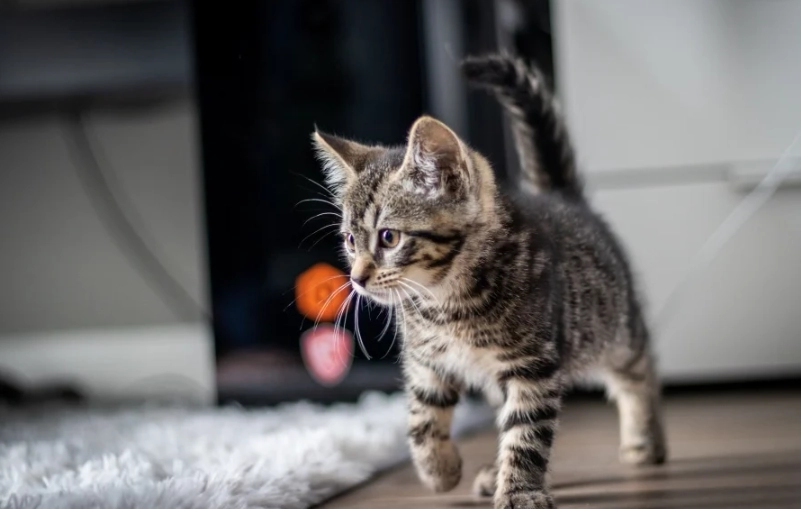 虎斑貓幼貓價格 虎斑貓幼貓價格