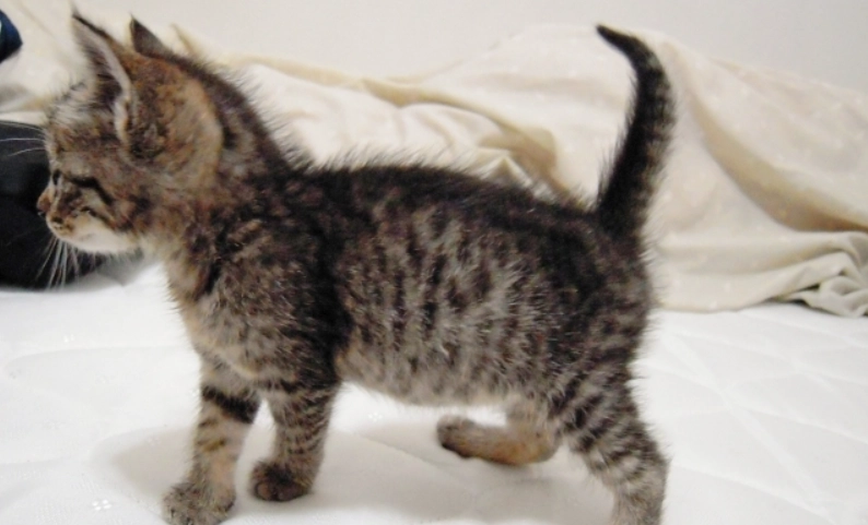 虎斑貓幼貓怎麼養 虎斑貓幼貓怎麼養