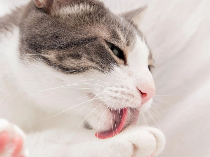 貓咪吐毛球症狀