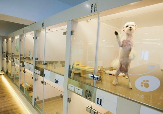 寵物住宿台中 寵物住宿台中