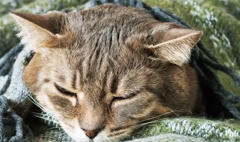 貓嘔吐原因 貓嘔吐原因