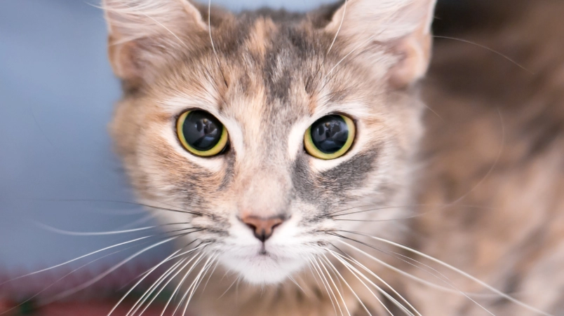 貓乾眼症治療 貓乾眼症治療