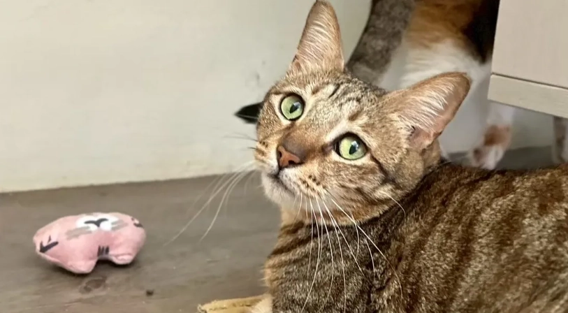 貓咪緊急救護 貓咪緊急救護