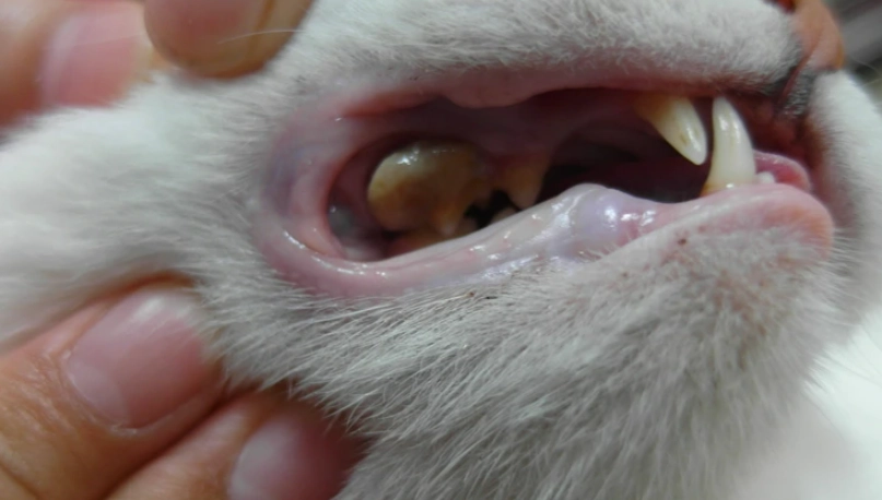 貓牙結石怎麼辦 貓牙結石怎麼辦