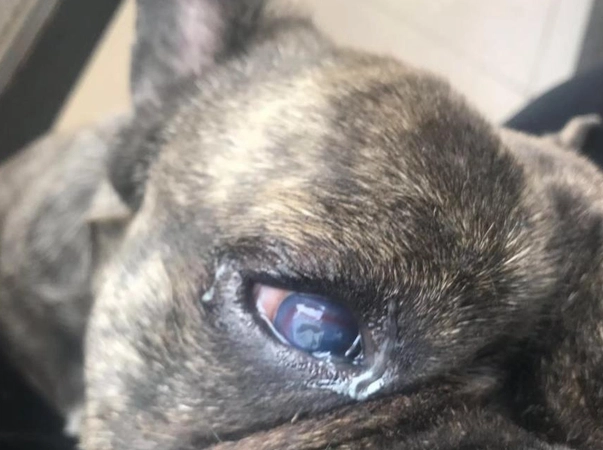 狗眼屎多原因 狗眼屎多原因