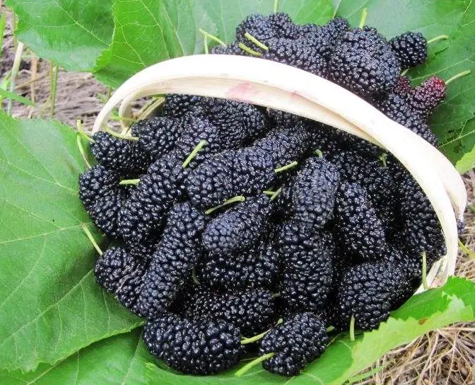 黑桑葚禁忌