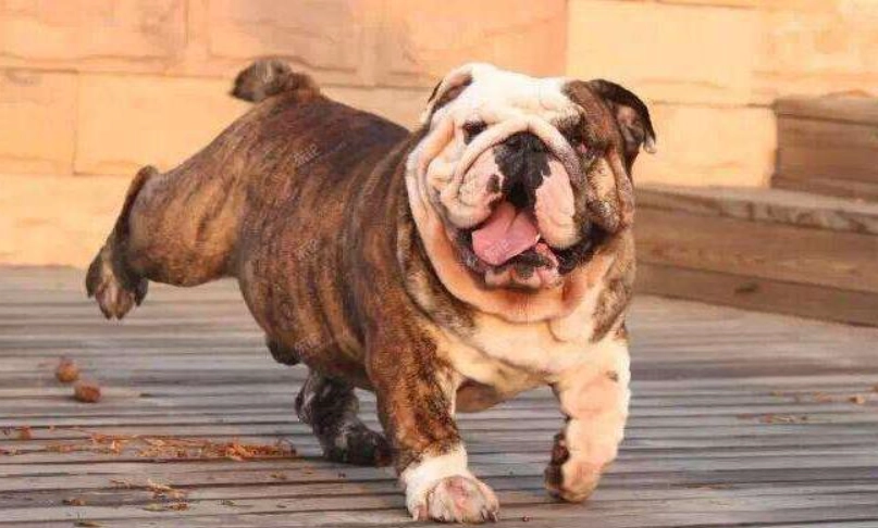 英國鬥牛犬照顧 英國鬥牛犬照顧