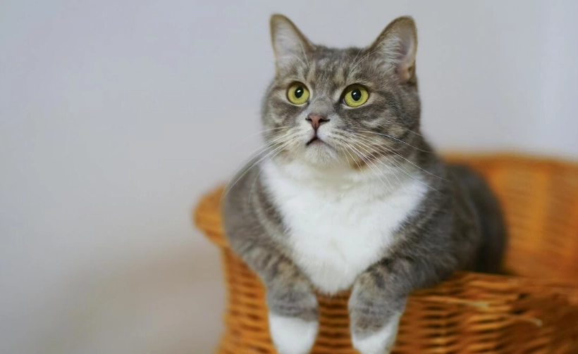 貓咪血尿原因 貓咪血尿原因