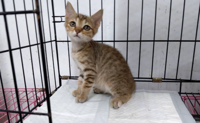 虎斑貓幼貓照顧 虎斑貓幼貓照顧