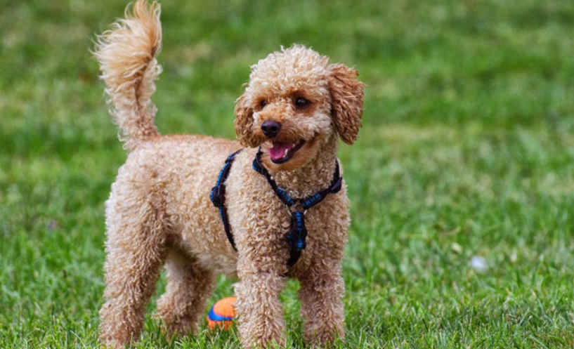 狗狗 水果 安全 狗狗 水果 安全