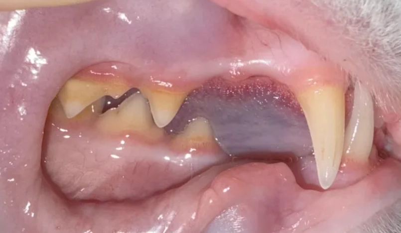 貓牙結石怎麼辦 貓牙結石怎麼辦