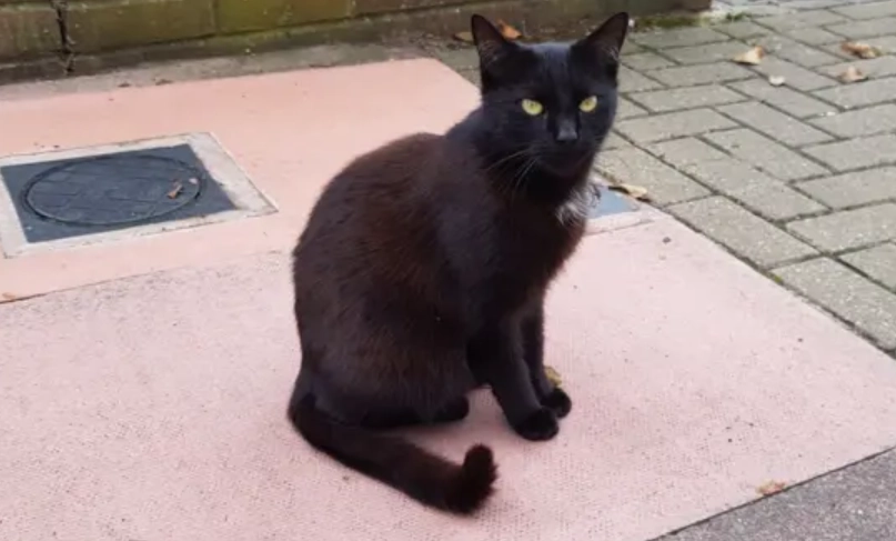 如何讓貓活更久