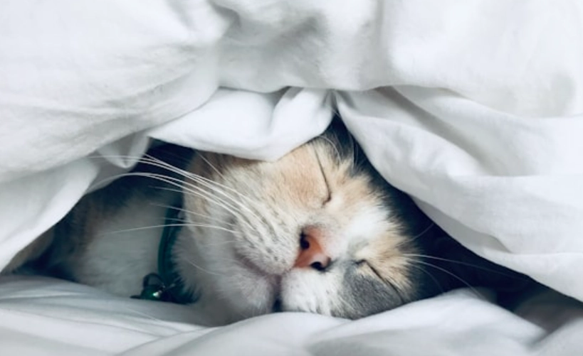 貓咪血尿 貓咪血尿