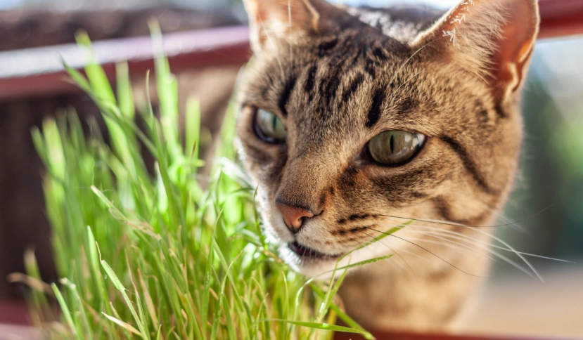 幼貓 貓薄荷 幼貓 貓薄荷