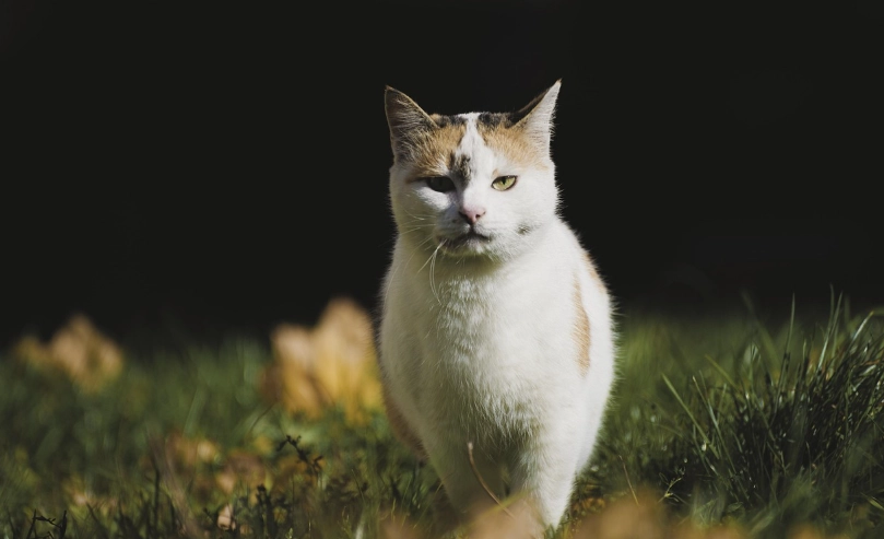 公貓結紮後改變