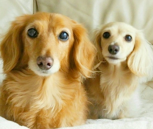 奶油臘腸 健康嗎