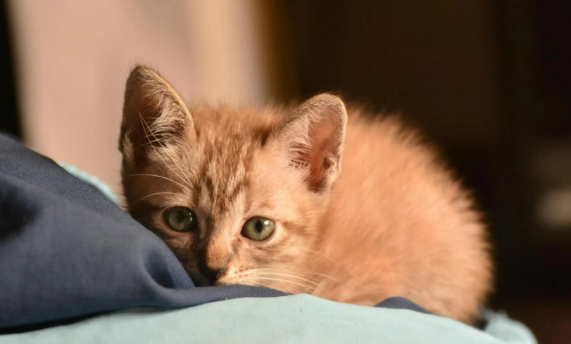 貓咪可以吃什麼