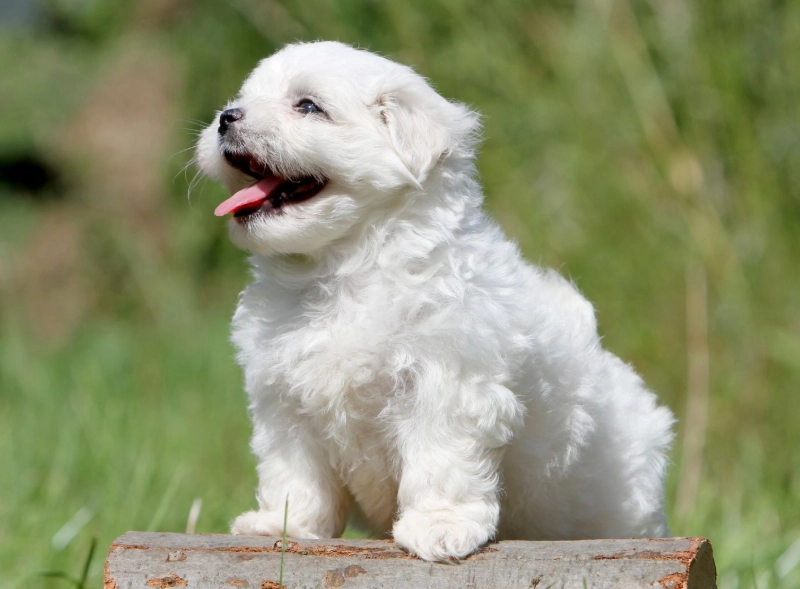 馬爾濟斯犬缺點