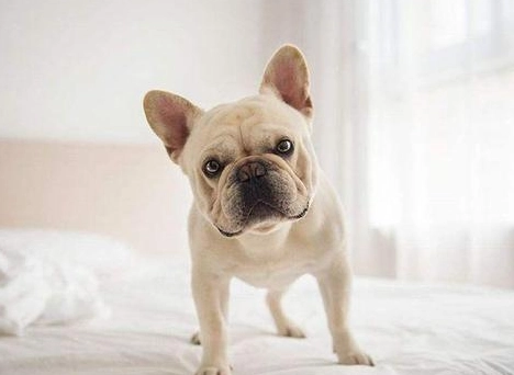 法國鬥牛犬 飼養