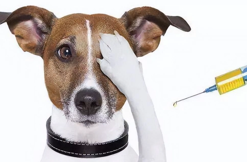 狗狗疫苗接種頻率