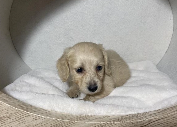 奶油臘腸 怎麼吃