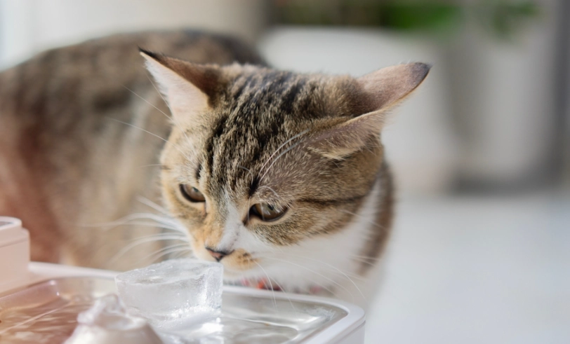 貓咪尿不出來原因 貓咪尿不出來原因