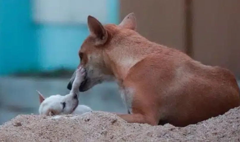 狗吐血急救 狗吐血急救